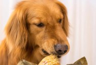 狗狗下地掰玉米,狗狗能吃玉米吗？