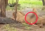 动物园狮子遭虎撕咬,动物园狮子遭虎撕咬视频