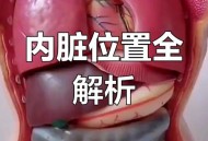 唯一不会长大的器官,什么是人体不会长大的器官？