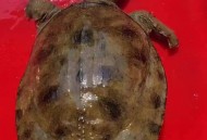 吃野生鳖或内脏损伤,甲鱼的哪些内脏需要清除？