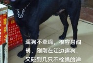 狗狗跋涉50公里报恩,义犬报恩电影的犬是什么品种？