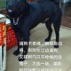 狗狗跋涉50公里报恩,义犬报恩电影的犬是什么品种？