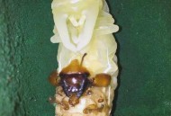 北京10月18日入冬,北京冬天有虫子吗？