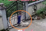 大狗不拴绳追咬路人,每天上下楼梯都碰到楼上不拴绳张着大嘴的大狗，无处躲避，近距离接触特别恐惧，怎么办？