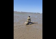 天津出现捡螃蟹大军,天津王顶堤的螃蟹来自哪里？