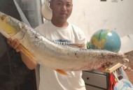 违法垂钓20公斤鳡鱼,钓鳡鱼犯法吗