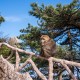 管猴子被游客指责,管猴子被游客指责的句子