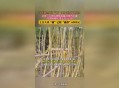 可偷甘蔗地已收6千,偷甘蔗怎么发朋友圈? 可偷甘蔗地已收6千,偷甘蔗怎么发朋友圈?