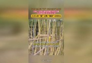 可偷甘蔗地已收6千,偷甘蔗怎么发朋友圈? 可偷甘蔗地已收6千,偷甘蔗怎么发朋友圈?