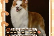 500买将被吃的边牧,500的边牧靠谱吗？