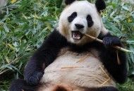 80后爬树成全国冠军,熊猫爬树冠军是谁？