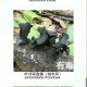 辟谣7人吃菌被毒死,辟谣7人吃菌被毒死视频
