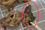 自助餐厅灶台现老鼠,“炉灶里的耗子――灰透了”是什么意思？