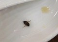 未开封奶茶惊现蟑螂,为什么奶茶店会有蟑螂？