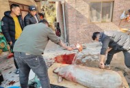 货车冲入市场致2人死,松原长岭一大货车冲入牛群撞死13头牛，牛主人现场宰杀半天卖光, 你怎么看？