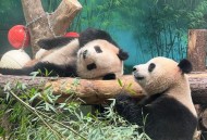 山西出现熊猫鸭,山西哪个动物园有熊猫？