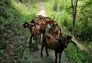 1000多只羊堵在路上,山羊奶有整块堵奶了怎么办? 1000多只羊堵在路上,山羊奶有整块堵奶了怎么办?