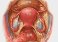 双子宫女子怀孕,双子宫对怀孕有影响吗？