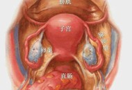 双子宫女子怀孕,双子宫对怀孕有影响吗？