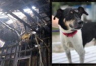 日本100只狗葬身火海,日本100只狗葬身火海的电影