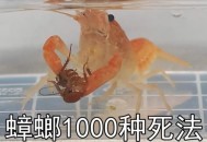 近亲结婚长龙虾手,龙虾和蟑螂是近亲吗？