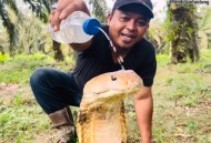 深圳公园现巨型毒蛇,深圳惊现十多斤蟒蛇！和眼镜王蛇比较，同是3米，谁的杀伤力强？