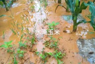 玉米种子赔5000多万,玉米种子不行减产一半怎么赔偿？