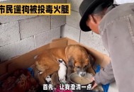 投毒治遛狗不清粪便,投毒狗用什么