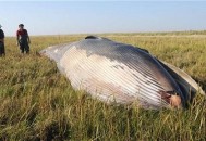 海边现12米鲸鱼尸体,鲸鱼尸体怎么发现的？