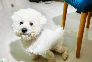 被鲨鱼咬后炫耀伤口,大鱼生病了，买来一些小鱼老是咬它的伤口？