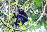 云南现30多岁长臂猿,云南现30多岁长臂猿有多少只