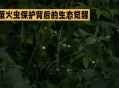 建议睡觉熄灭发光物,萤火虫白天在干什么?是在休息吗?或者他们什么时候休息？