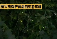 建议睡觉熄灭发光物,萤火虫白天在干什么?是在休息吗?或者他们什么时候休息？