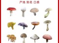 男童吃毒蘑菇去世,毒蘑菇的故事儿童？