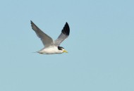 海鸥致菲律宾232死,白玄鸥，东南亚菲律宾塞班岛，海鸥的一种，白色？