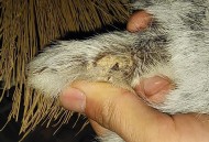 湿地公园现白色泡沫,兔子会不会得口蹄疫？