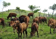 神秘养牛场未见1头牛,多多牧场已兑换的商品怎么查看？