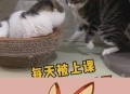 医生持弓箭射流浪猫,有一个电视剧里有一个情节是一群医生给一个男的做手术，这个男的说他肚子里有一只猫的，这个电视剧叫什么？