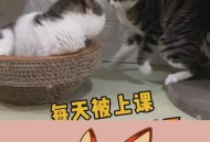 医生持弓箭射流浪猫,有一个电视剧里有一个情节是一群医生给一个男的做手术，这个男的说他肚子里有一只猫的，这个电视剧叫什么？
