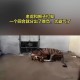 富豪放狮子攻击员工,老虎PK狮子~~网上可搜索到的地坑狮虎斗视频(英国一位爱狮的富翁所拍摄)？