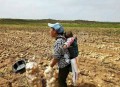 游客内蒙古捡土豆,游客内蒙古捡土豆视频