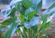 冬天起床不要太猛,冬季新买的白掌怎么处理？