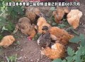 日本流感疫情大暴发,日本暴发「最严重禽流感」，扑杀超1700万只鸡，死禽无地可埋，具体情况如何？