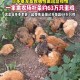 日本流感疫情大暴发,日本暴发「最严重禽流感」，扑杀超1700万只鸡，死禽无地可埋，具体情况如何？