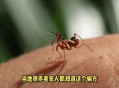 让螳螂吃颈后肉瘊子,让螳螂吃颈后肉瘊子会怎么样