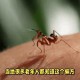 让螳螂吃颈后肉瘊子,让螳螂吃颈后肉瘊子会怎么样