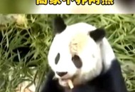 大熊猫高高去世,大熊猫高高为什么叫高姥爷？