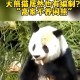 大熊猫高高去世,大熊猫高高为什么叫高姥爷？