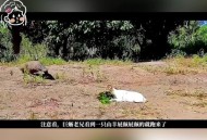 泰国弃婴遭巨蜥啃食,泰国弃婴遭巨蜥啃食视频