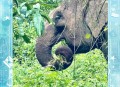 一月2次袭击中国游客,一游客在西双版纳野象保护区遭野象攻击受伤, 你怎么看？